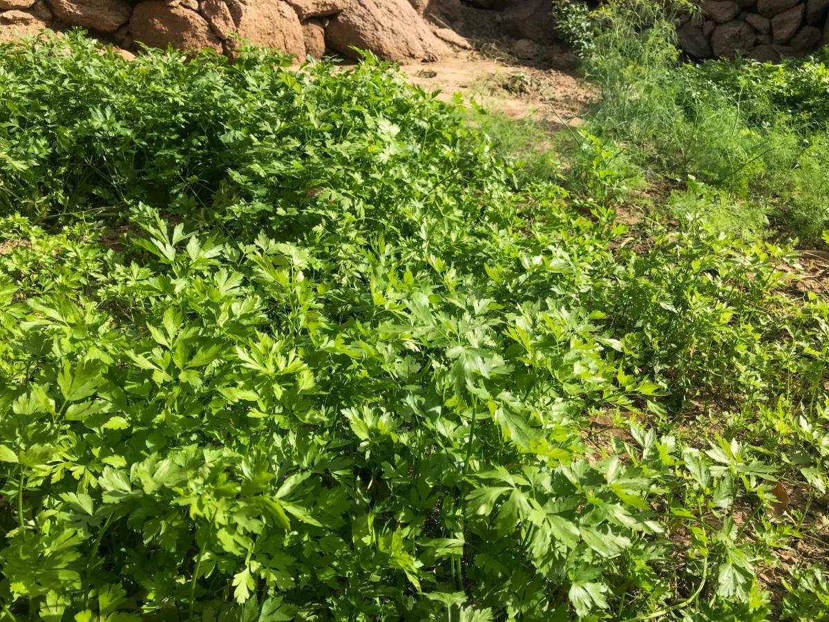 Вилла Eco Nubia Асуан Экстерьер фото